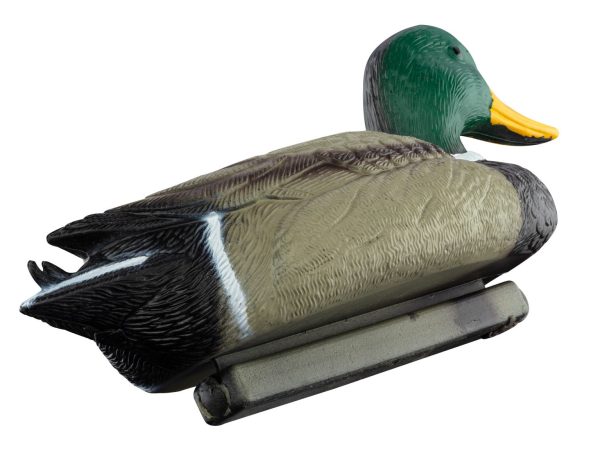 Appelant colvert mâle – Image 2
