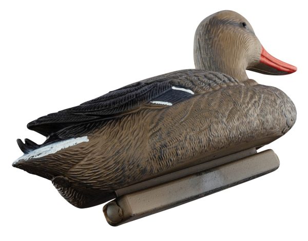 Appelant colvert femelle – Image 2