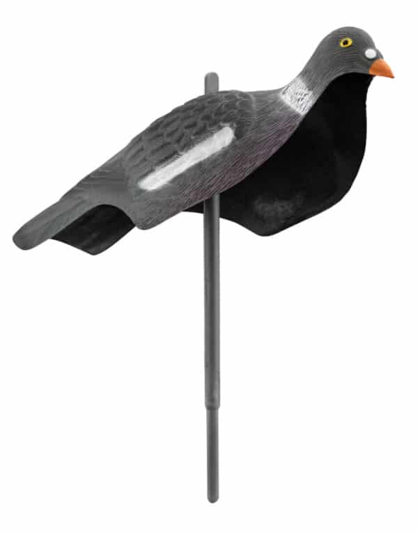 Appelant pigeon anglais – Image 2