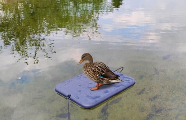 Plateau flottant support pour appelants – Image 3