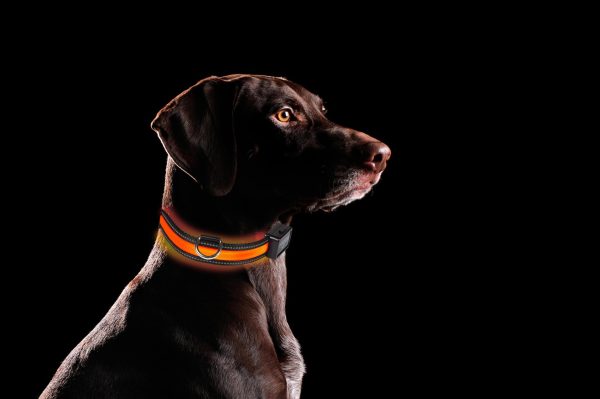 EYENIMAL Light Collar USB Rechargeable – Image 3