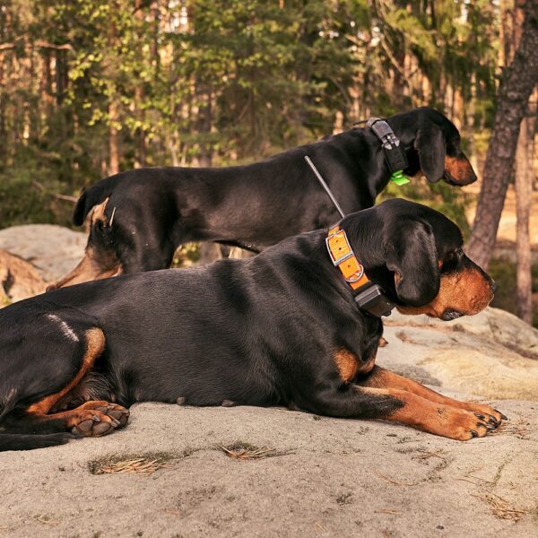 Dogtrace GPS X20 – Image 7